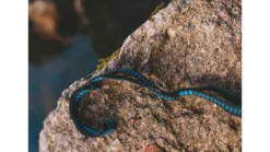 Crua Outdoors Tree Straps 11 Crua Outdoors Tree Straps -Deals Aqua Kayaks Store opplanet crua outdoors tree straps black blue ts 01 av 4